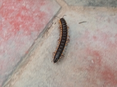 Asiomorpha coarctata