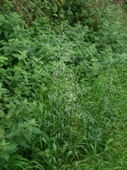 Arrhenatherum elatius