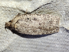 Agonopterix scopariella