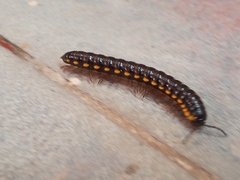 Asiomorpha coarctata
