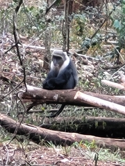 Cercopithecus mitis kolbi