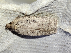 Agonopterix scopariella