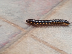 Asiomorpha coarctata