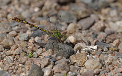 Paragomphus genei