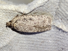 Agonopterix scopariella