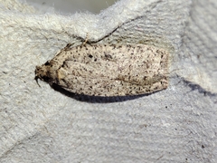 Agonopterix scopariella