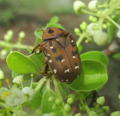 Tephraea leucomelona