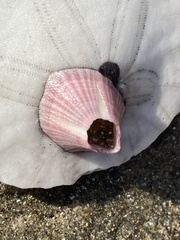 Paraconcavus pacificus