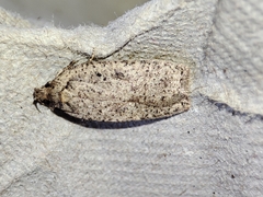 Agonopterix scopariella