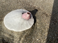 Paraconcavus pacificus