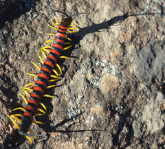 Scolopendra morsitans