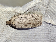 Agonopterix scopariella