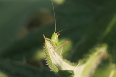 Conocephalus longipes