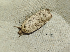 Agonopterix scopariella