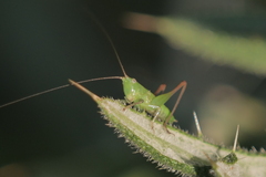 Conocephalus longipes