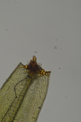 Daltonia splachnoides