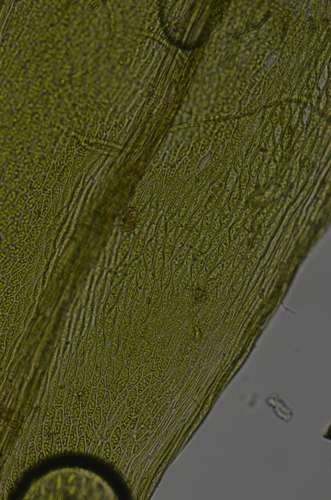 Image of Daltonia splachnoides by no rights reserved