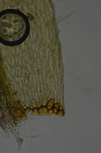 Image of Daltonia splachnoides by no rights reserved