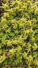 Sphagnum