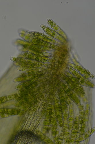 Image of Daltonia splachnoides by no rights reserved
