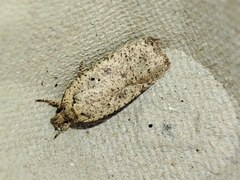 Agonopterix scopariella