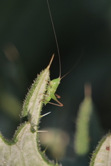 Conocephalus longipes