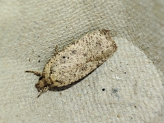 Agonopterix scopariella