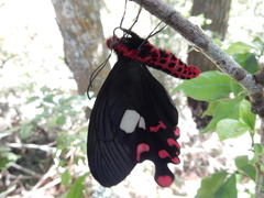 Byasa polyeuctes