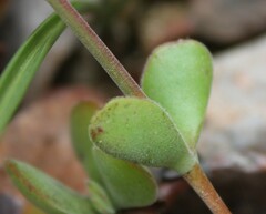 Crassula atropurpurea