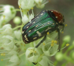 Leucocelis