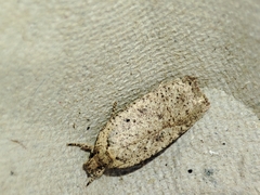 Agonopterix scopariella