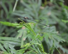 Nososticta impercepta