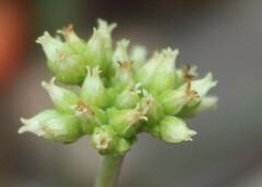 Crassula atropurpurea