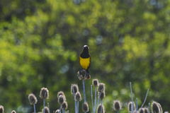 Pseudoleistes virescens