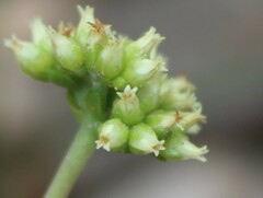Crassula atropurpurea