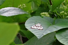 Nyctemera adversata