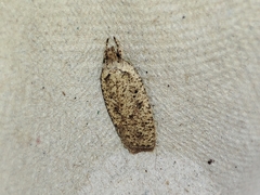 Agonopterix scopariella