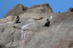 Microcarbo coronatus