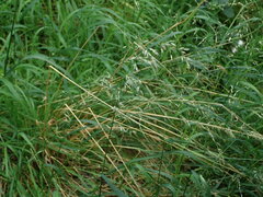Arrhenatherum elatius
