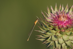 Ischnura fluviatilis