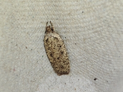 Agonopterix scopariella