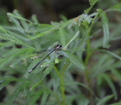 Nososticta impercepta