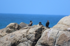 Microcarbo coronatus