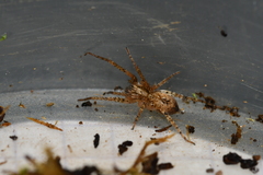 Anyphaena accentuata