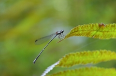 Nososticta impercepta