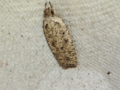 Agonopterix scopariella