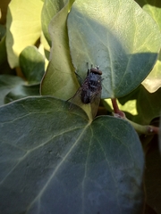 Calliphora vicina