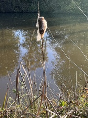 Typha latifolia