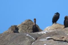 Microcarbo coronatus