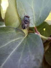 Calliphora vicina